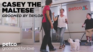 Grooming Casey the Maltese with Taylor | Petco Grooming