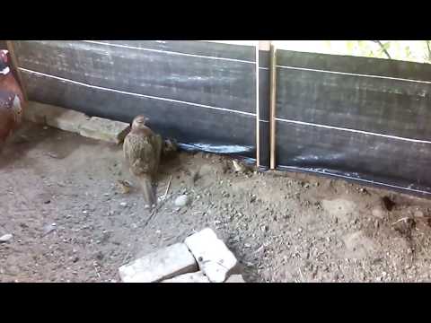 Bażant łowny z małymi.3gp