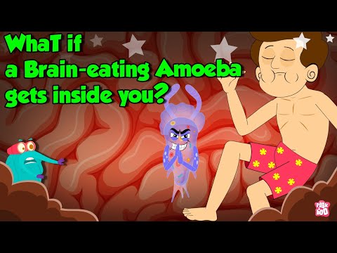 What Really Happens If a Brain-Eating Amoeba Gets Inside You? | Naegleria Fowleri | Dr. Binocs Show