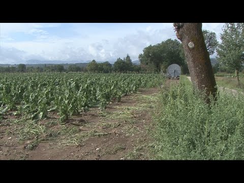 Maltempo, devastati campi di tabacco