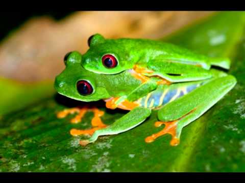 dr.gonZo & ND Catani - the frog (original mix)