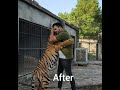 Tiger cub to big size  | Nouman Hassan Vlogs |