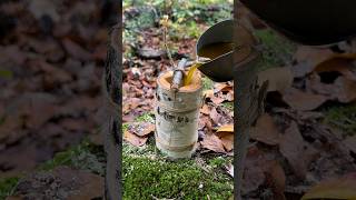 Download lagu Survival Skills Amazing Beeswax Candle. #survival #camping #outdoors #bushcraft mp3 Download lagu Survival Skills Amazing Beeswax Candle. #survival #camping #outdoors #bushcraft mp3