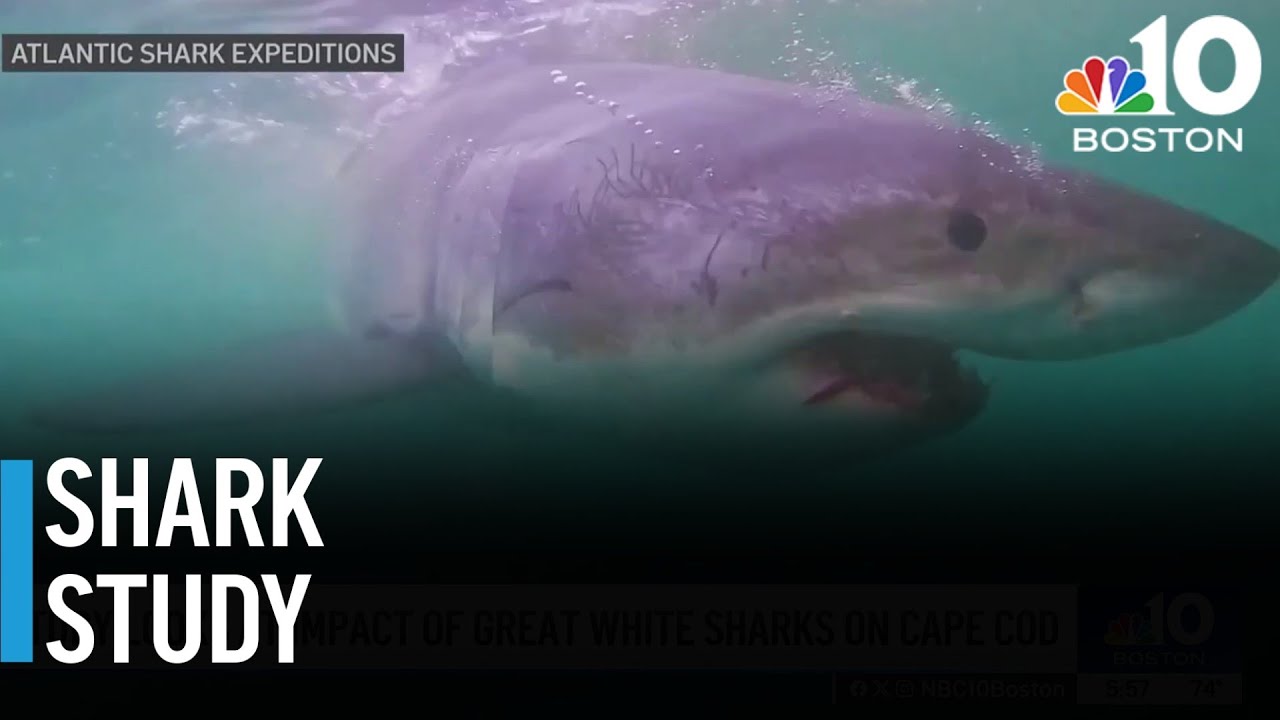 Study looks at impact of great white sharks on Cape Cod