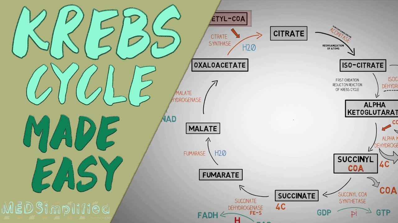 KREBS CYCLE MADE EASY - Krebs cycle Simple Animation. Carbohydrate Metabolism Lesson