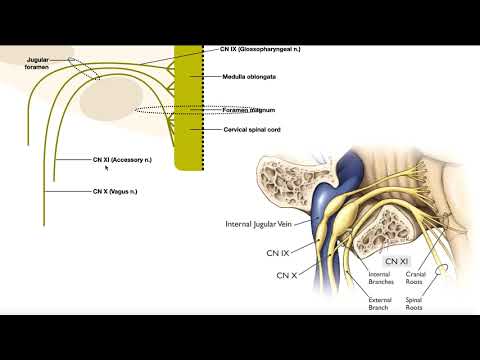 Cranial Nerve X - Vagus Nerve | Introduction + Origin from Medulla