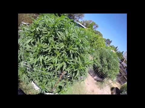 How to grow "Mendo Dope"from Seed - Part 3 (Transition)