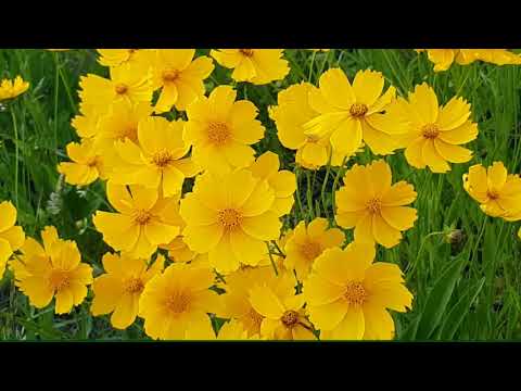 Nature and Beauty of Flower