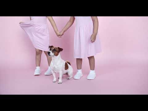 Funny dogs 🍭😏💭