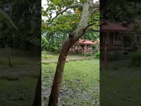kalipur beach andman pristine resort