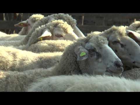 Ovčarstvo - isplativa privredna grana