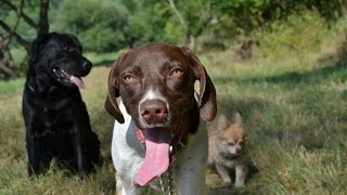 Stop Dogs Barking...........................Peter Caine Dog Training