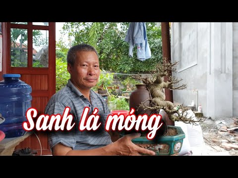 SH.6312. Hương sắc Đỗ Sinh chơi cây Sanh Lá Móng bonsai mini này được không các bác.