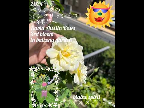 イングリッシュローズ「ブライススピリット」 植物