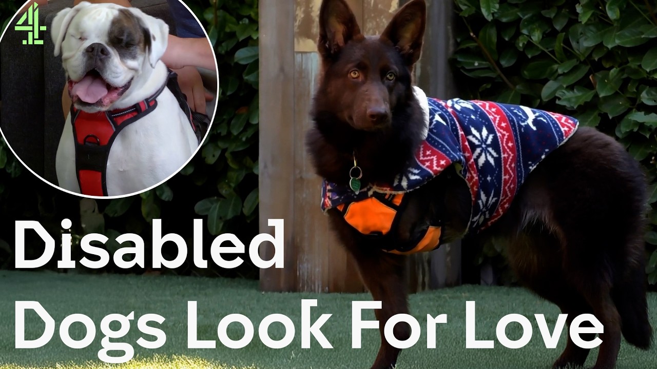 Disabled Dogs Look For Love | The Dog House 🐶