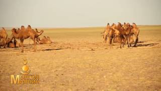 Camel wool preparation and quality improvement/Тэмээний ноосны бэлтгэл, чанарыг сайжруулах