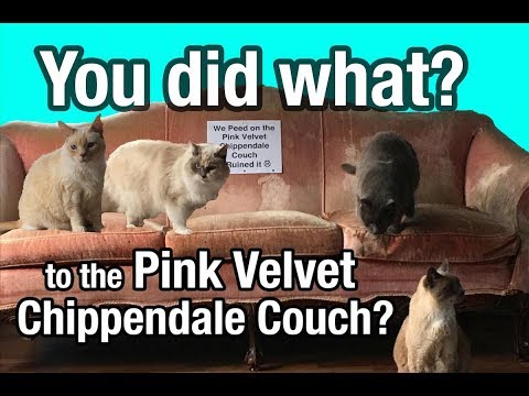 YouTube video about: Can cats destroy velvet furniture?