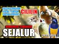 4 MASTERAN KOMBINASI TEMBAKAN 2 JALUR Murai Batu Cucak Ijo ️
