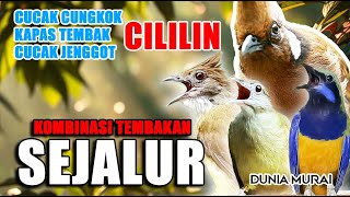 Download lagu #4 MASTERAN KOMBINASI TEMBAKAN 2 JALUR - Murai Batu, Cucak Ijo‼️ mp3
