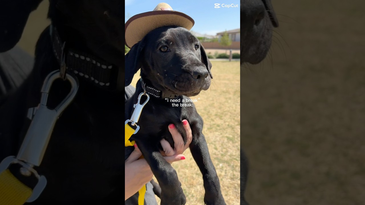 Enlarge PAISLEY PARK, a ADOPTABLE mixed breed in Queen Creek, AZ video 4/5