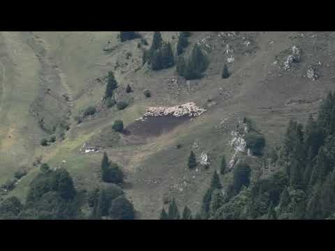 il gregge nel pascolo prealpino