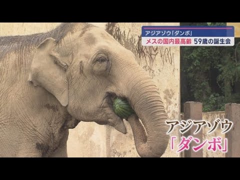 YouTube Video メスとしては国内最高齢 アジアゾウの「ダンボ」推定59歳の誕生日 静岡市・日本平動物園