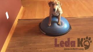 Place Training 2.0 with Yeti on the Bosu Ball Adding Distractions