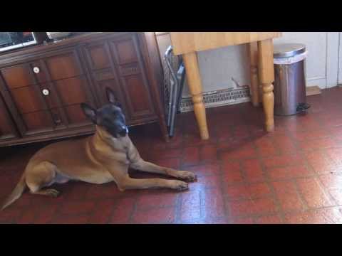 Saju Food Refusal fall 2013