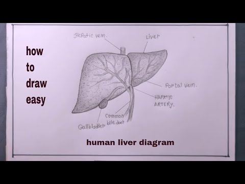 how to draw diagram of human liver/human liver drawing