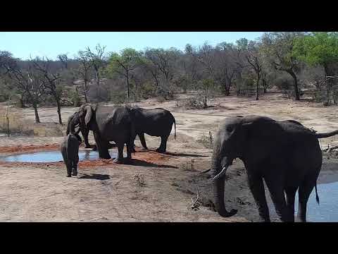 Djuma: Elephants and Blacksmith Lapwings at the pan - 14:15 - 10/12/19