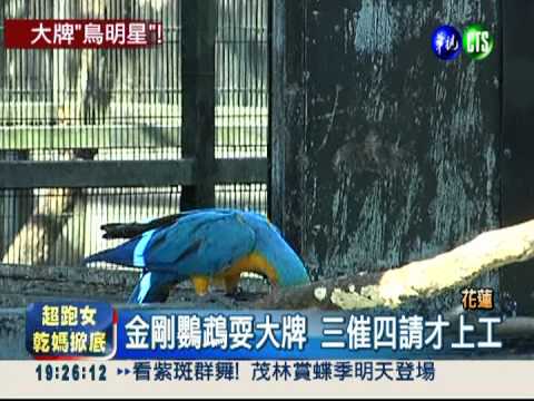 金剛鸚鵡脾氣大 專車接送上工