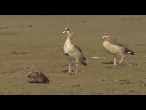 wild en natuurbeheer schadejacht ganzen