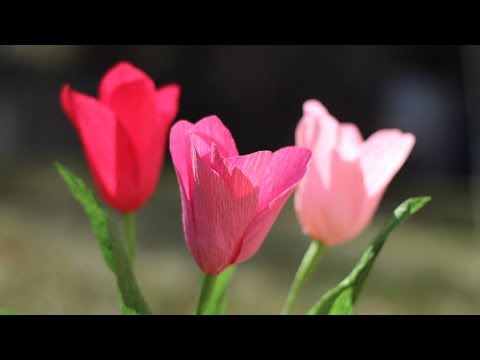 How To Make Crepe Paper Tulip Flowers
