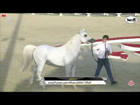 N 266 D LABBAD   Sharjah International Arabian Horse Festival 2021   Stallions 7 9 Years Old Class 1