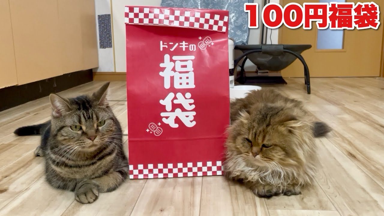 ドンキで売ってた100円の福袋を開封した結果!!