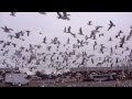 A FLOCK OF SEAGULLS * "HOLY BIRD POOP ...