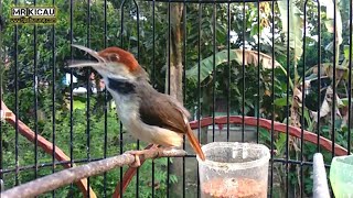 Download lagu Prenjak Coki Gacor Ampuh Pancing Bunyi mp3