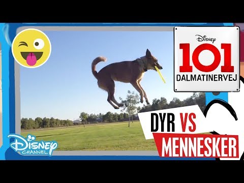 Dalmatinervej 101 | Dyr vs Mennesker: Talent 👏- Disney Channel Danmark