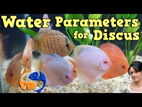 Best Water Parameters for Discus!! Talkin Discus Presented by KGTropicals!!