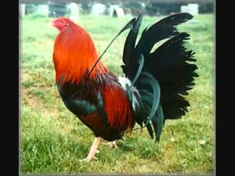 Vicente Fernandez Corridos De Gallos Mix   YouTube