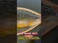 Video Thumbnail for Massive Brown Trout Caught