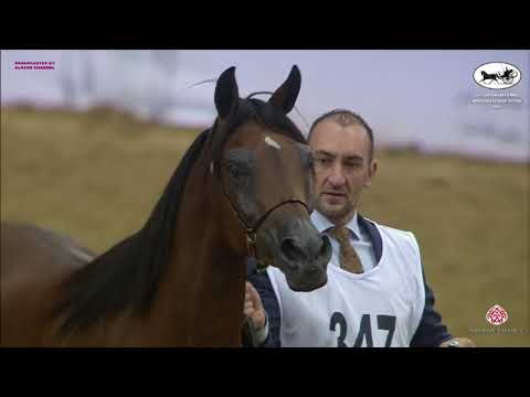N 347 NAJLA AL NASSER   Qatar National Arabian Horse Championship 2021   Mares 7 10 Years Old Class