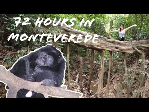 Top things to do in Monteverde - Tree Root Bridge, Nature Reserves and Night Tours!