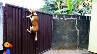 Dog Escape Artists Compilation  The Dodo