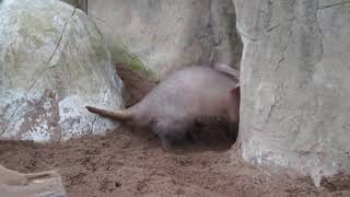 &#39;&#39; I&#39;m An Aardvark &#39;&#39;