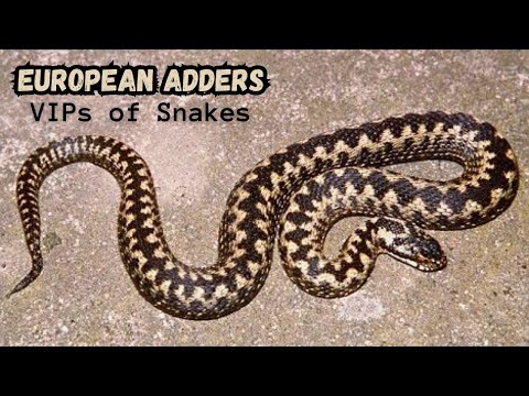 European Adders: Facts & Info | Vipera Berus | Venomous Snakes