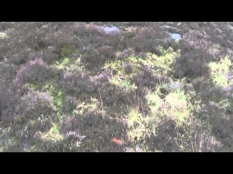 Dji Phantom vision 2 heide Elspeet 2