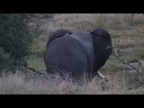 Djuma: Elephant bull and African Painted Dogs - 17:32 - 06/30/2022