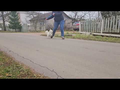 ♀️BLESK FORTUNI REAL STORY, 11 months old 🏆JCH BLR