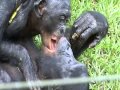 Bonobos Kissing